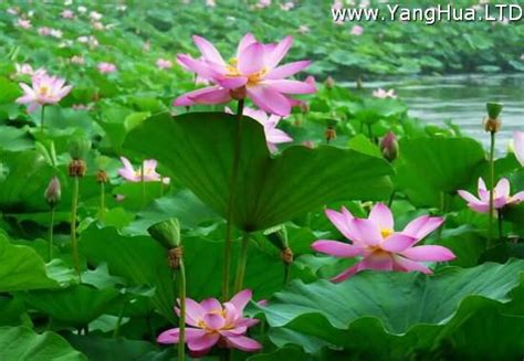 家裡可以種蓮花嗎|家裡養蓮花有什麼寓意，不聚財且陰氣較重 (不適宜家。